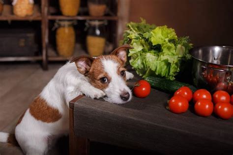 狗 可以 吃 小 番茄 嗎
